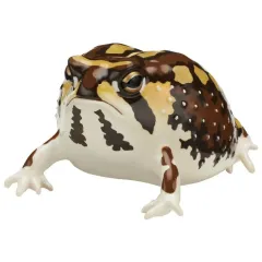【中古】トレーディングフィギュア アメフクラガエル(ブラウン) 「ネイチャーテクニカラー ツヤツヤのフクラガエル」のサムネイル