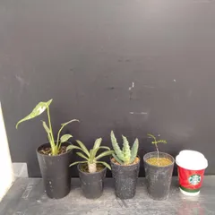 メルカリ