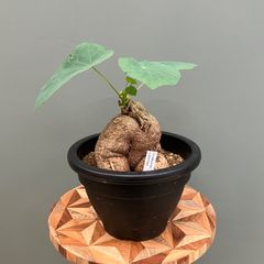 良形】ステファニア ノヴァ カーウィサキー 鉢ごと発送 - メルカリ