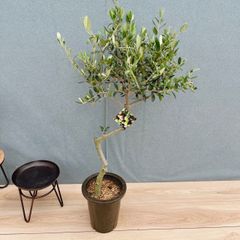 現品］N1 フィカス アムステルダムキング 8号 観葉植物 大型 室内