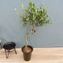 ［現品］E  創樹　オリーブ　ルッカ　6号　観葉植物　屋外　オリーブの木　ベランダ　おしゃれ　自家結実性有のサムネイル