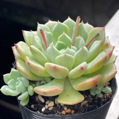 七福神」抜き苗 エケベリア 多肉植物 - メルカリ