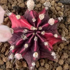 多肉植物🌼緋牡丹錦🌸サボテン🌺抜き苗のサムネイル