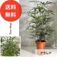 ①*ஐ美しい樹形で盆栽やツリーにも*:ஐ【ナンヨウスギ・アローカリア