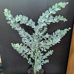 大苗 パールアカシア 化粧鉢植え 苗 ミモザ 苗木 シンボルツリー 美樹