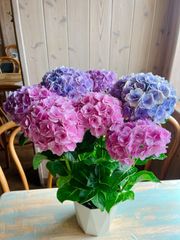 生花 ち*め様 アジサイ 3.5寸4寸7種12ポット 紫陽花