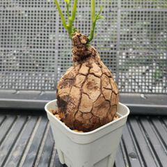 希少植物 玉クバ トックリビロウ - メルカリ