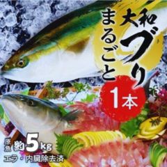 ゆう様専用】旬鯖 生のまま加工 鯖缶 水煮 48個 国産 らく便 120