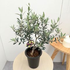 ザミオクルカス 斑入り 22【現品】☆希少☆ 観葉植物 室内 大型 - メルカリ