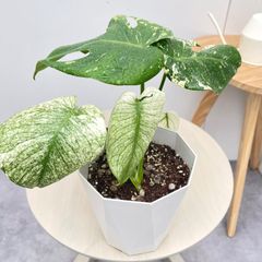 現品 モンステラ ホワイトモンスター 86番 希少 観葉植物 インテリア
