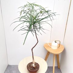 大型 観葉植物 ボトルツリー 10号鉢 - メルカリ