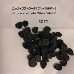 ユッカ・ロストラータ「ブルーシルバー」種子50粒 Yucca rostrata 'Blue Silver'のサムネイル