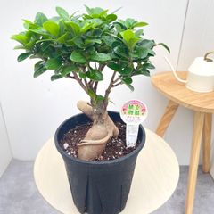 フィカス アムステルダムキング【現品】観葉植物 室内 大型 - メルカリ