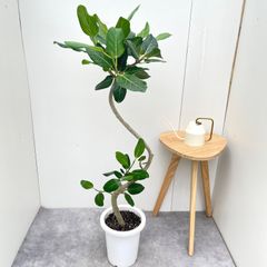 フィカス アムステルダムキング【現品】観葉植物 室内 大型 - メルカリ