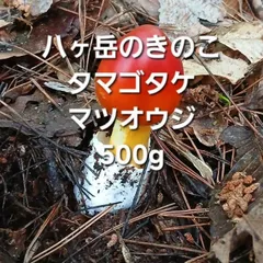 天然きのこ1　タマゴタケ、マツオウジのサムネイル