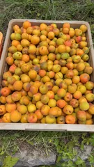 農薬不使用！傷あり生あんず4kg(新潟大実)のサムネイル