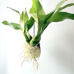 フィカス マイクロゴム 6株植え コンパクト観葉 calm cafe - メルカリ