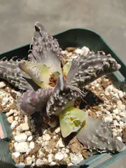 フォーカリア　荒波錦　メルカリ便のサムネイル