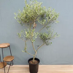 ［現品］B  創樹　オリーブ　ネバディロブランコ　8号　観葉植物　大型　屋外　ベランダ  オリーブの木　おしゃれのサムネイル