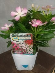 okinawa camping 根出し苗 挿し木苗イチジク いちじく 苗 okinawa camping様専用 根出し苗 挿し木苗イチジク いちじく 苗 - メルカリ