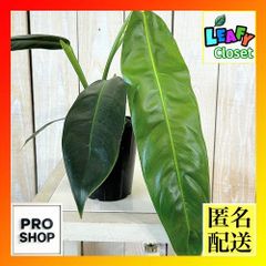 観葉植物 フィロデンドロン アンドレアナム(ビロードカズラ スタン 観葉植物 フィロデンドロン アンドレアナム(ビロードカズラ スタン