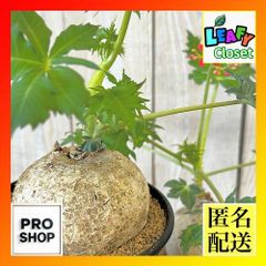 観葉植物 アンスリウム Anthurium sp. choco IA 3.5号硬質ポット(現品
