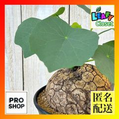 観葉植物 アンスリウム Anthurium sp. choco IA 3.5号硬質ポット(現品