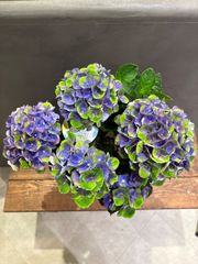 ポリシャス ロベル7号鉢 - メルカリ