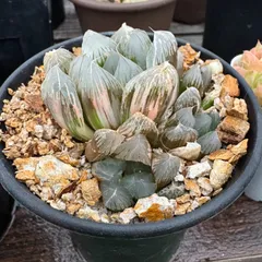 大型オブツーサ錦　群生株のサムネイル