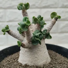 a70 アデニウム ドワーフ 獅子葉 塊根植物　コーデックス アラビカムのサムネイル