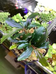 ア*ン様 Bucephalandra sp. Variegata Hn:福袋 C - メルカリ