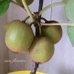 つるバラ♡バタースコッチ♡8寸鉢♡ - メルカリ