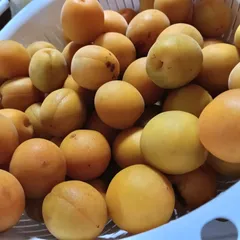 ✨️きれいな冷凍黄色い梅で梅酒を作りませんか✨️1㌔のサムネイル