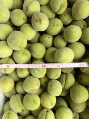ベトナム産グリーンマンゴー約2kg(5〜9個)冷蔵発送 - メルカリ