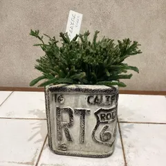現品❗️リプサリス❤プリスマティカ　ナンバープレイト鉢入り　陶器のサムネイル
