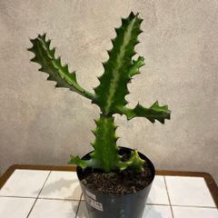 ユーフォルビア ペルシステンス 多肉植物 - メルカリ