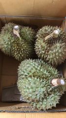 ドリアン 訳あり品 訳あり品 5kg 佐川冷蔵発送 - メルカリ