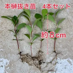 植物/本榊　実生苗　抜き苗4本セット　約8cm（毎週月曜日発送：8月10日の週は祝日を挟む為、8月17日発送へ回します）のサムネイル