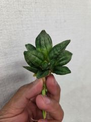 超希少苗 サンスベリア・ピラミッド 子株付き】サンセベリア - メルカリ
