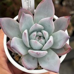多肉植物 中里リンゼアナ自家受粉種子⑨ - メルカリ