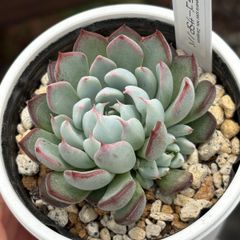 多肉植物 エケベリア パルクさん苗 命名種 クレムシャンティ - メルカリ