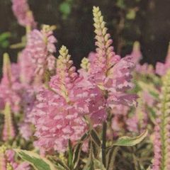 特価品! クリスマスローズ開花株 半八重〜八重咲き フルーツドロップ