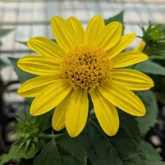 2026年最新】夏の花壇の人気アイテム - メルカリ