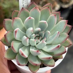 多肉植物 中里リンゼアナ自家受粉種子④ - メルカリ