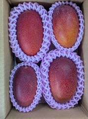 宮崎県産 完熟マンゴー 4L 2玉 クール便 - メルカリ