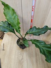 熱帯植物　Rhyncophile elongata Kalimantan 熱帯植物 Rhyncophile elongata Kalimantan - メルカリ