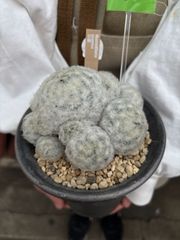 【美株】マミラリア 大福丸 国内実生 陶器鉢入 塊根植物 サボテン コーデックス 美株】マミラリア 大福丸 国内実生 塊根植物 サボテン コーデックス