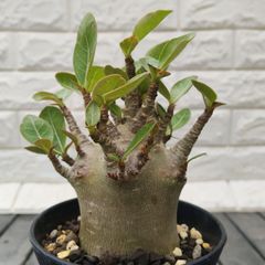 ドルステニア 綴化a モンストローサ フォエチダ クリスタータ 希少