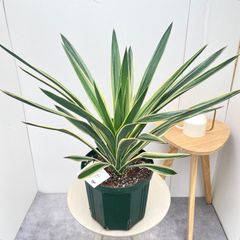 ユッカ グロリオサ バリエガータ カット苗 斑入り ドライガーデン
