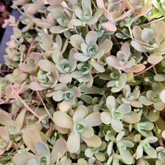 多肉植物 セダム 子持ち蓮華20カット【育成説明書付】 - メルカリ